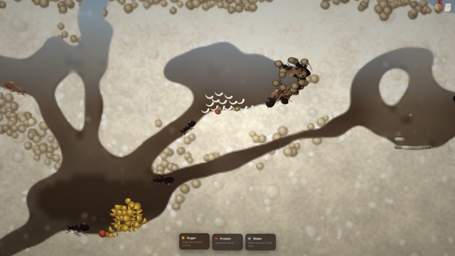 The nursery: curled larvae in a pile, workers carrying grains of sand past, and a stack of sugar below